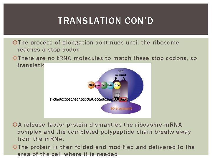 TRANSLATION CON’D The process of elongation continues until the ribosome reaches a stop codon