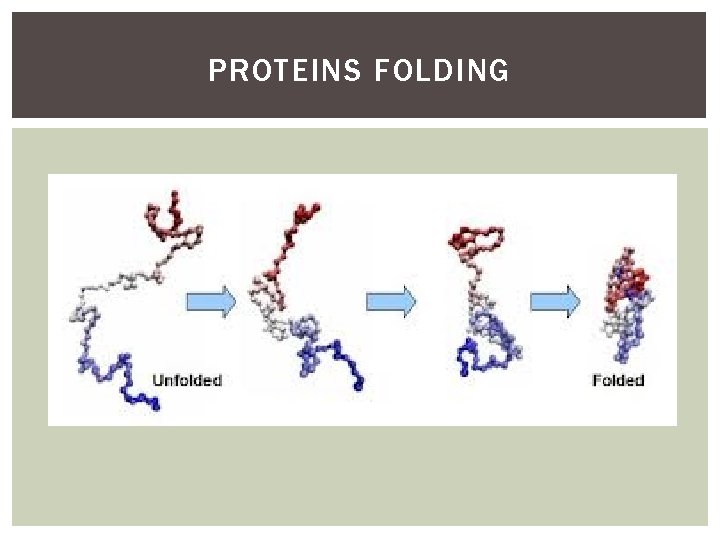 PROTEINS FOLDING 
