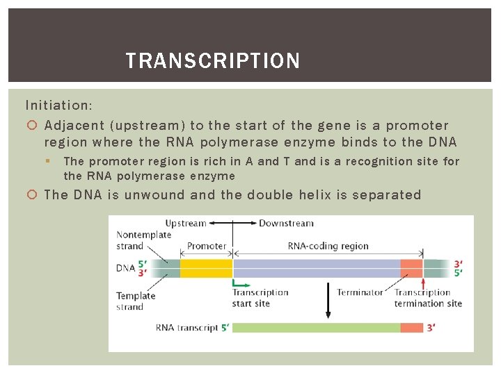 TRANSCRIPTION Initiation: Adjacent (upstream) to the start of the gene is a promoter region