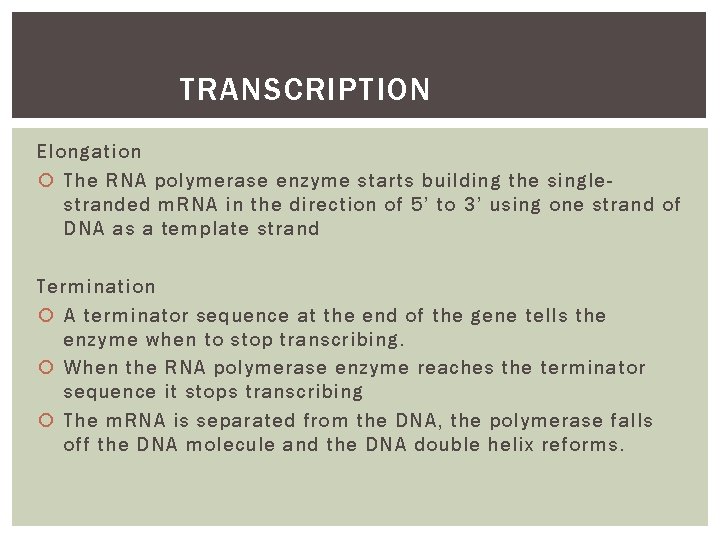 TRANSCRIPTION Elongation The RNA polymerase enzyme starts building the singlestranded m. RNA in the