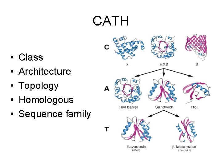 CATH • • • Class Architecture Topology Homologous Sequence family 