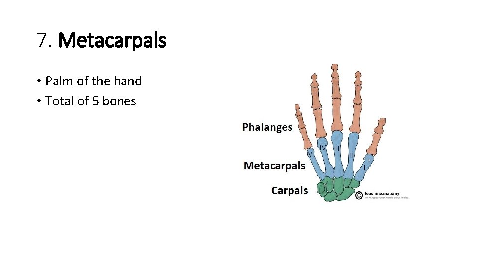 7. Metacarpals • Palm of the hand • Total of 5 bones  7. Metacarpals • Palm of the hand • Total of 5 bones