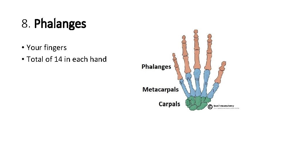 8. Phalanges • Your fingers • Total of 14 in each hand  8. Phalanges • Your fingers • Total of 14 in each hand