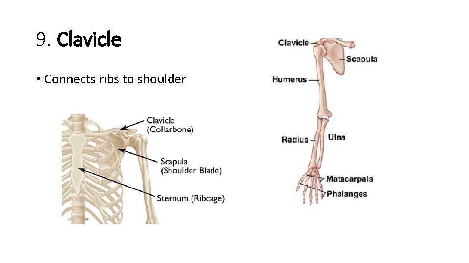 9. Clavicle • Connects ribs to shoulder  9. Clavicle • Connects ribs to shoulder