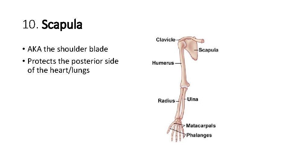 10. Scapula • AKA the shoulder blade • Protects the posterior side of the 10. Scapula • AKA the shoulder blade • Protects the posterior side of the