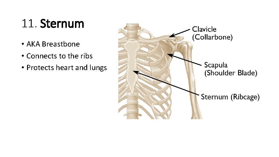 11. Sternum • AKA Breastbone • Connects to the ribs • Protects heart and 11. Sternum • AKA Breastbone • Connects to the ribs • Protects heart and