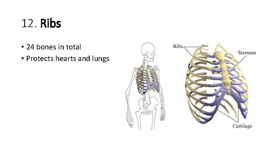 12. Ribs • 24 bones in total • Protects hearts and lungs  12. Ribs • 24 bones in total • Protects hearts and lungs