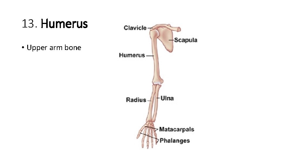 13. Humerus • Upper arm bone  13. Humerus • Upper arm bone