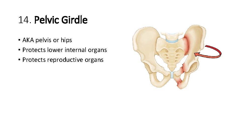 14. Pelvic Girdle • AKA pelvis or hips • Protects lower internal organs • 14. Pelvic Girdle • AKA pelvis or hips • Protects lower internal organs •