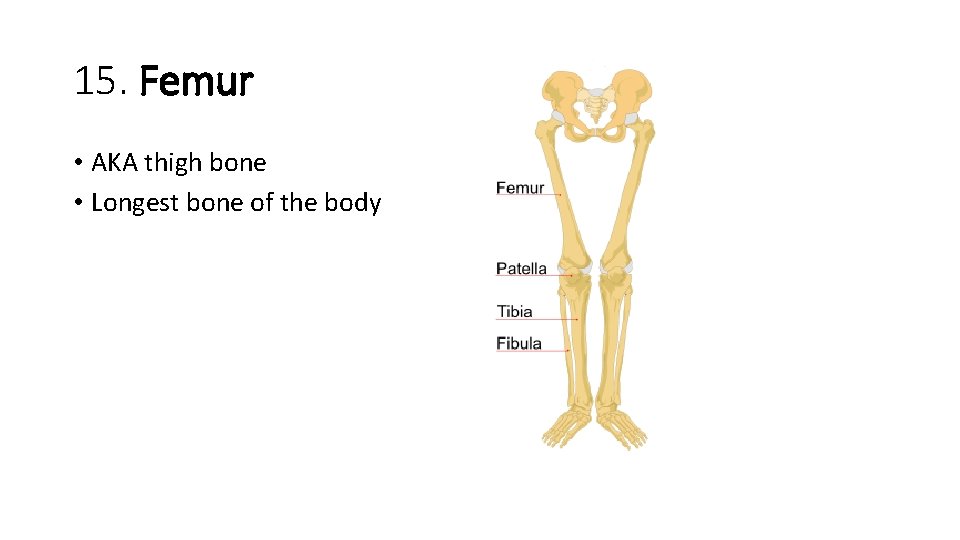 15. Femur • AKA thigh bone • Longest bone of the body  15. Femur • AKA thigh bone • Longest bone of the body
