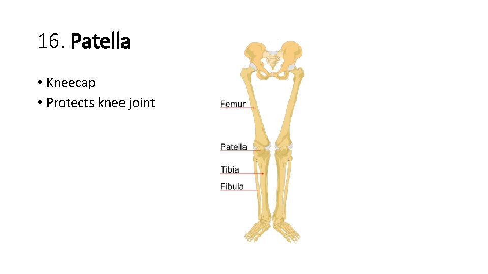 16. Patella • Kneecap • Protects knee joint  16. Patella • Kneecap • Protects knee joint