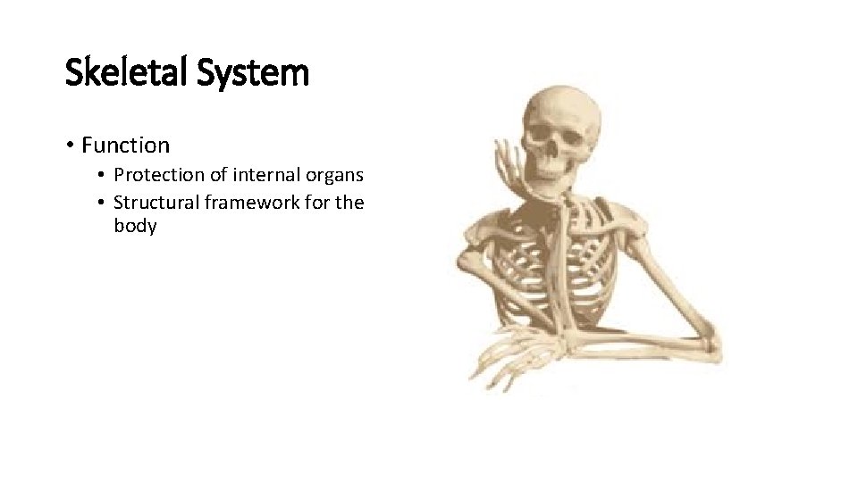 Skeletal System • Function • Protection of internal organs • Structural framework for the Skeletal System • Function • Protection of internal organs • Structural framework for the