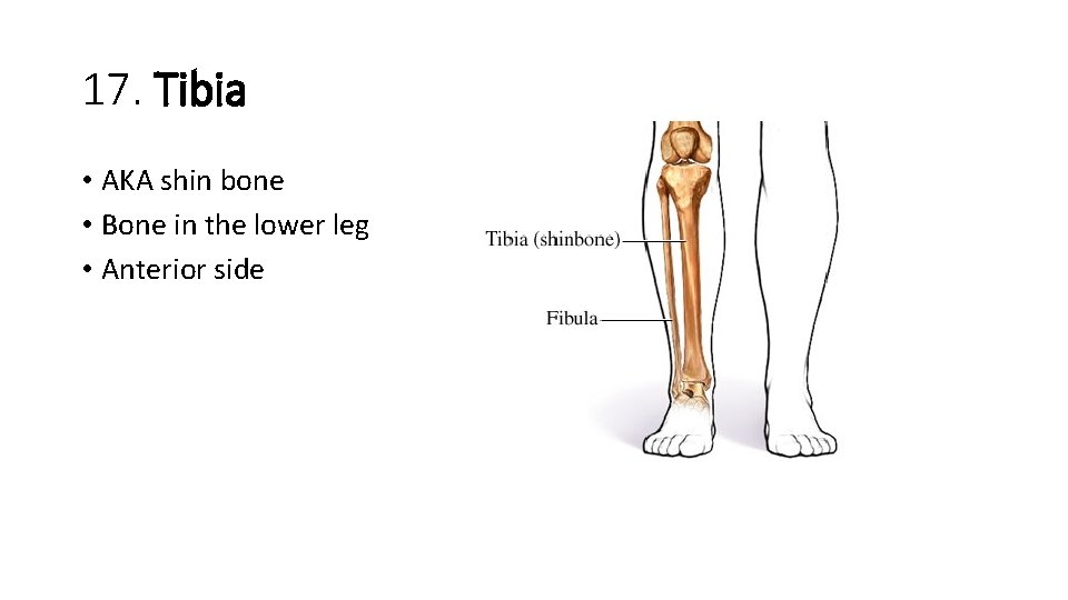 17. Tibia • AKA shin bone • Bone in the lower leg • Anterior 17. Tibia • AKA shin bone • Bone in the lower leg • Anterior