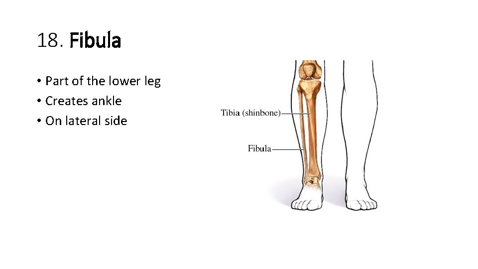 18. Fibula • Part of the lower leg • Creates ankle • On lateral 18. Fibula • Part of the lower leg • Creates ankle • On lateral