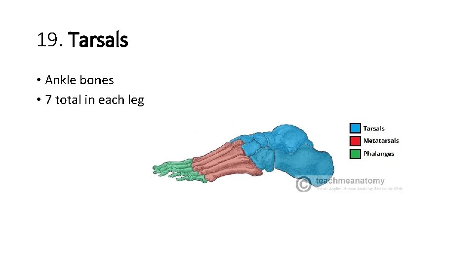 19. Tarsals • Ankle bones • 7 total in each leg  19. Tarsals • Ankle bones • 7 total in each leg