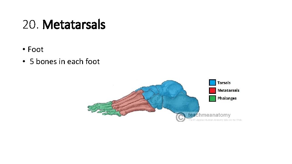 20. Metatarsals • Foot • 5 bones in each foot  20. Metatarsals • Foot • 5 bones in each foot