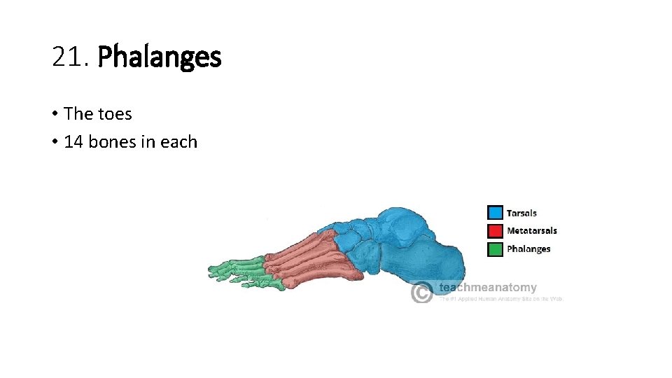 21. Phalanges • The toes • 14 bones in each  21. Phalanges • The toes • 14 bones in each