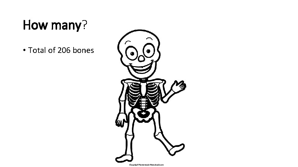 How many? • Total of 206 bones  How many? • Total of 206 bones