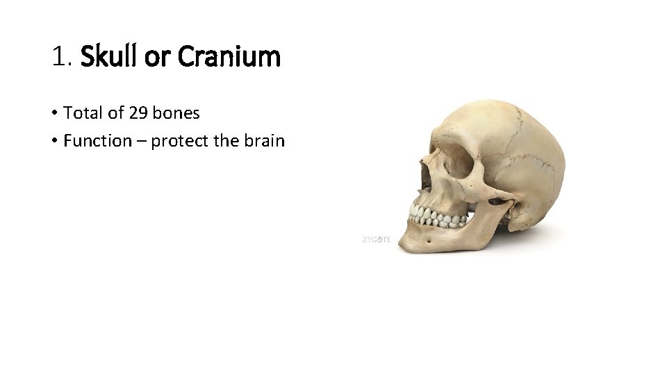 1. Skull or Cranium • Total of 29 bones • Function – protect the 1. Skull or Cranium • Total of 29 bones • Function – protect the