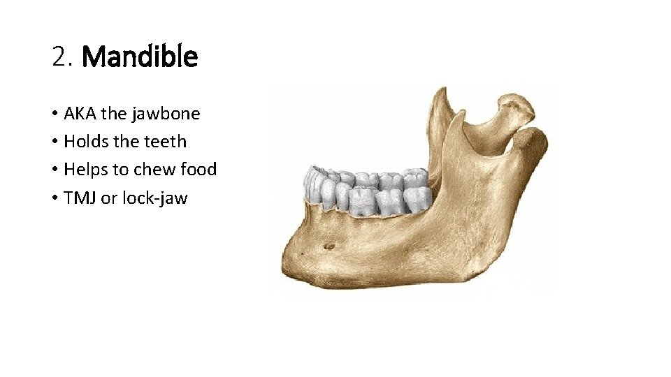 2. Mandible • AKA the jawbone • Holds the teeth • Helps to chew 2. Mandible • AKA the jawbone • Holds the teeth • Helps to chew