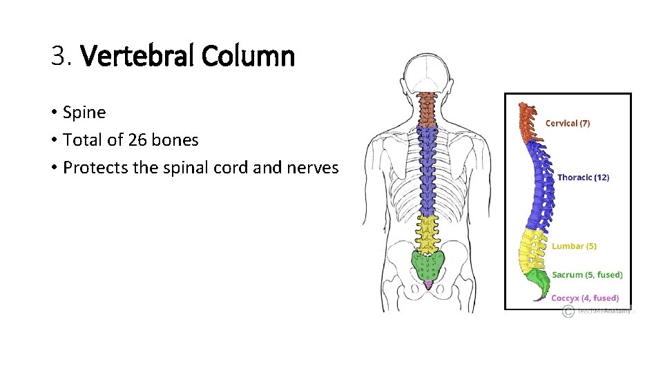 3. Vertebral Column • Spine • Total of 26 bones • Protects the spinal 3. Vertebral Column • Spine • Total of 26 bones • Protects the spinal