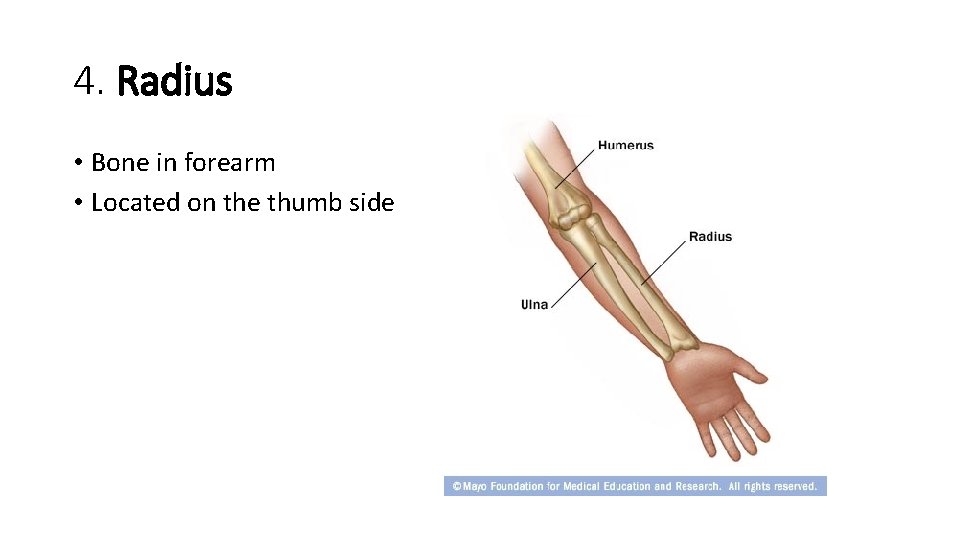 4. Radius • Bone in forearm • Located on the thumb side  4. Radius • Bone in forearm • Located on the thumb side
