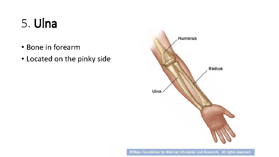 5. Ulna • Bone in forearm • Located on the pinky side  5. Ulna • Bone in forearm • Located on the pinky side