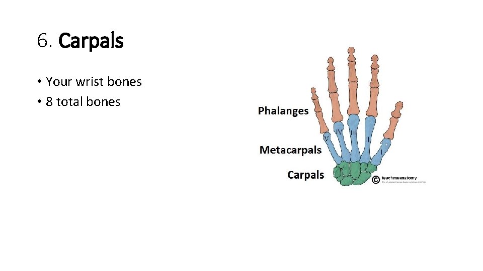 6. Carpals • Your wrist bones • 8 total bones  6. Carpals • Your wrist bones • 8 total bones