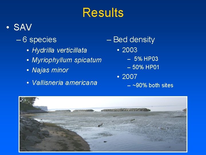 Results • SAV – 6 species • Hydrilla verticillata • Myriophyllum spicatum • Najas