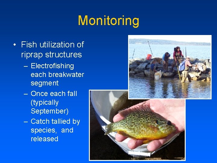 Monitoring • Fish utilization of riprap structures – Electrofishing each breakwater segment – Once