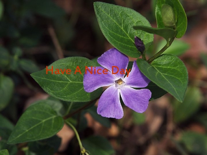 Have A Nice Day 
