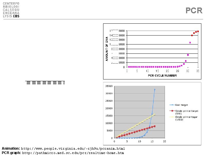 PCR Animation: http: //www. people. virginia. edu/~rjh 9 u/pcranim. html PCR graph: http: //pathmicro.