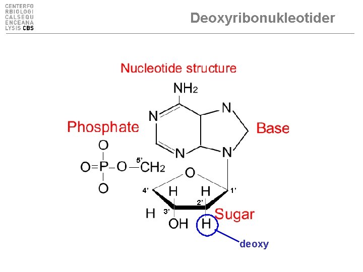 Deoxyribonukleotider 5’ 4’ 1’ 2’ 3’ deoxy 