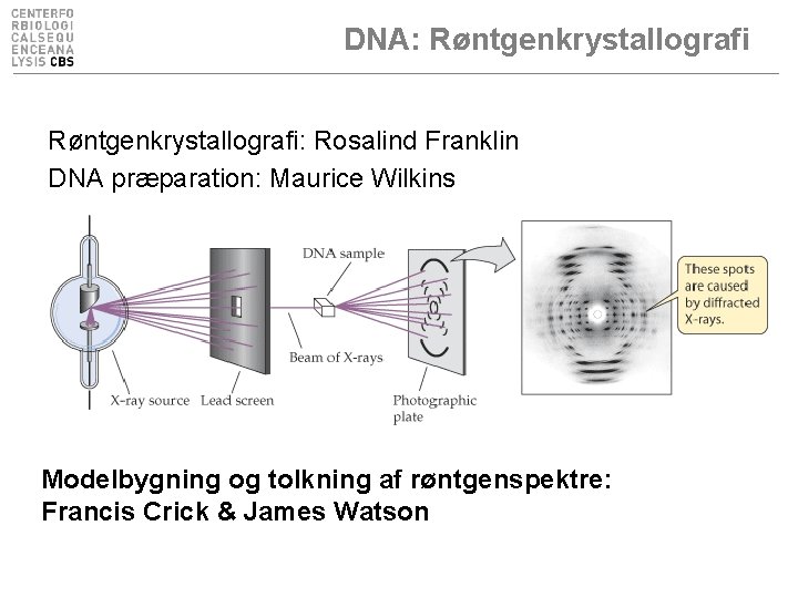 DNA: Røntgenkrystallografi: Rosalind Franklin DNA præparation: Maurice Wilkins Modelbygning og tolkning af røntgenspektre: Francis