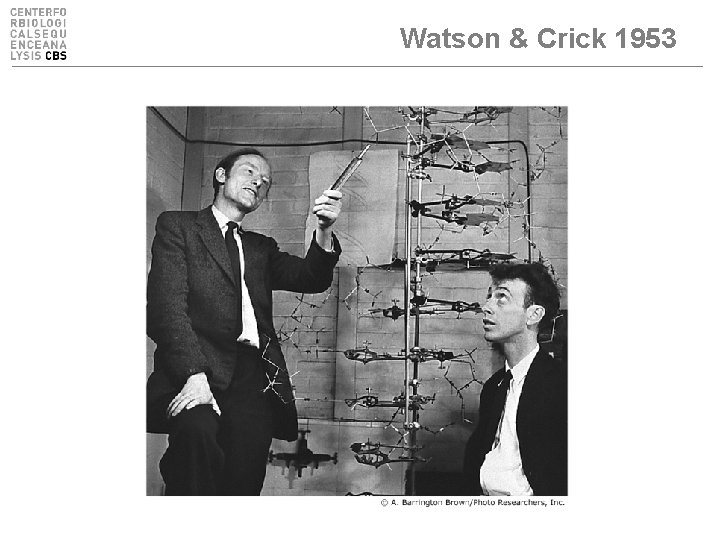 Watson & Crick 1953 