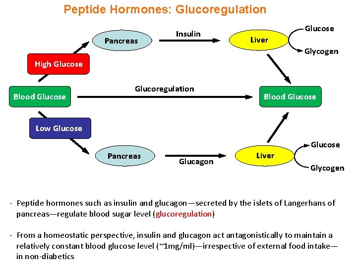 Peptide Hormones: Glucoregulation Pancreas Insulin Glucose Liver Glycogen High Glucose Blood Glucose Glucoregulation Blood