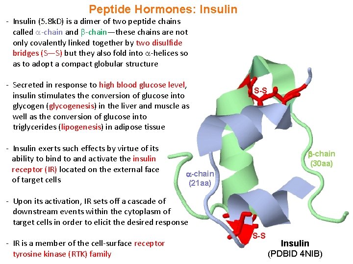 Peptide Hormones: Insulin - Insulin (5. 8 k. D) is a dimer of two