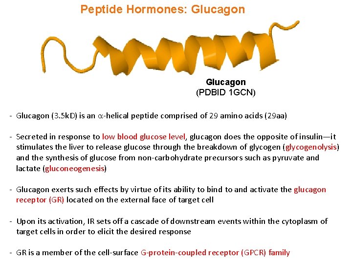 Peptide Hormones: Glucagon (PDBID 1 GCN) - Glucagon (3. 5 k. D) is an