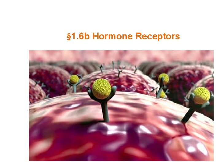 § 1. 6 b Hormone Receptors 