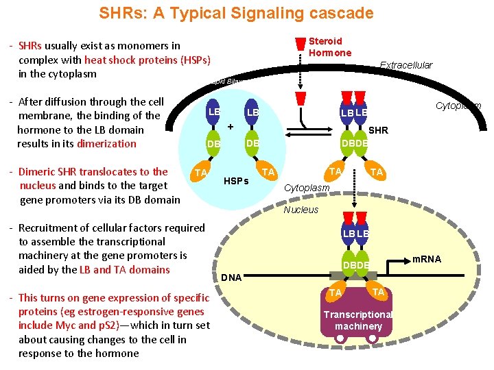SHRs: A Typical Signaling cascade - SHRs usually exist as monomers in complex with
