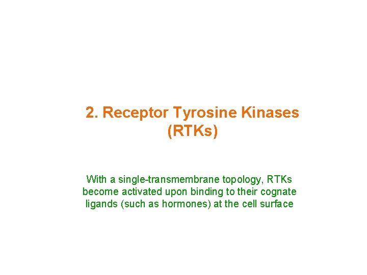 2. Receptor Tyrosine Kinases (RTKs) With a single-transmembrane topology, RTKs become activated upon binding