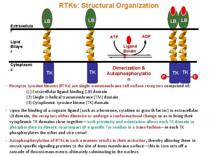 RTKs: Structural Organization Extracellula r LB LB LB ADP ATP Lipid Bilaye r TM