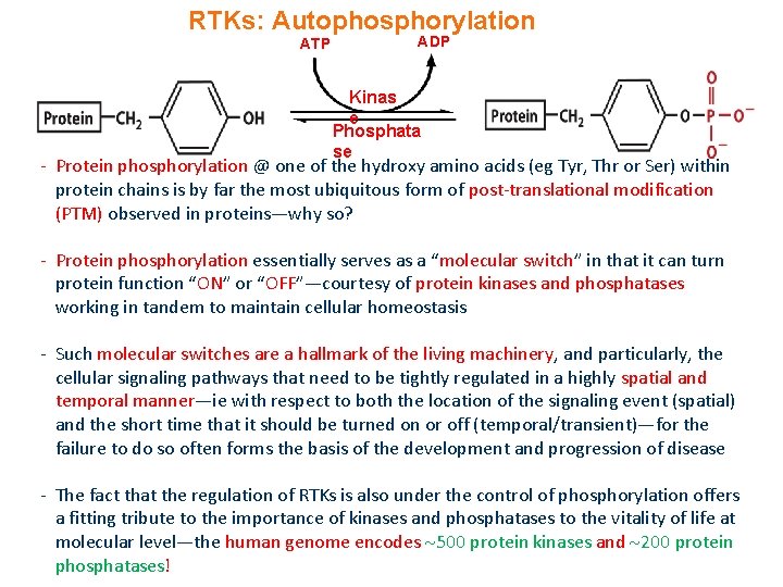 RTKs: Autophosphorylation ATP ADP Kinas e Phosphata se - Protein phosphorylation @ one of