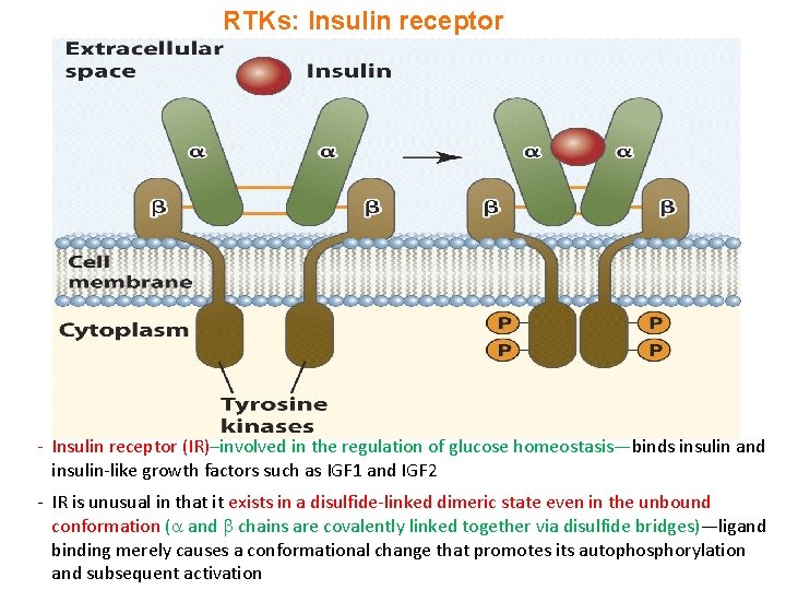 RTKs: Insulin receptor - Insulin receptor (IR)–involved in the regulation of glucose homeostasis—binds insulin