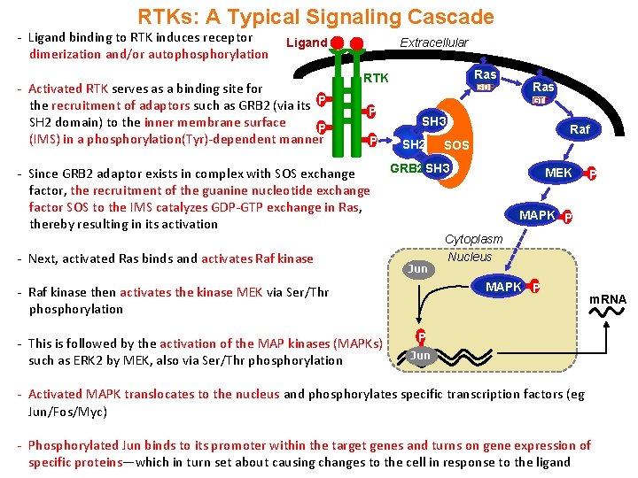 RTKs: A Typical Signaling Cascade - Ligand binding to RTK induces receptor dimerization and/or