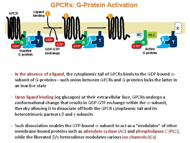 GPCRs: G-Protein Activation Ligand L binding GPCR L L IC GDP Inactive G-protein GDP