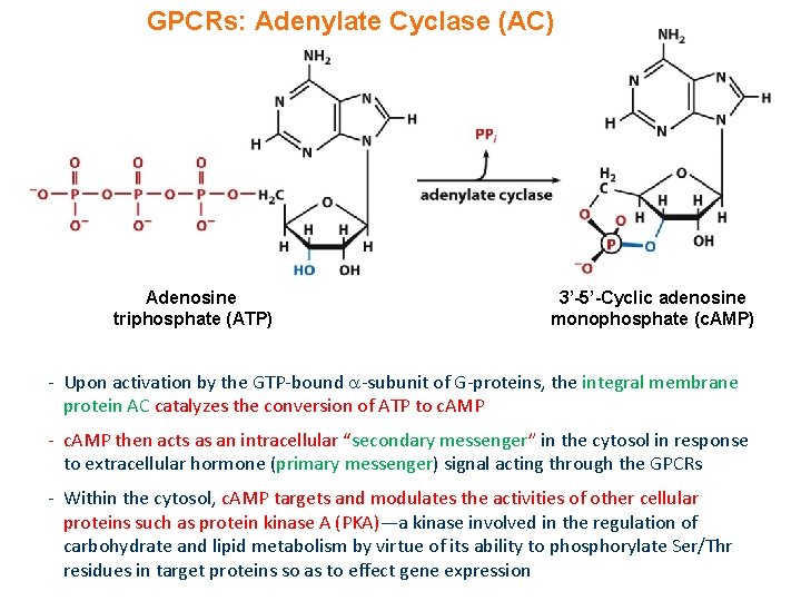 GPCRs: Adenylate Cyclase (AC) Adenosine triphosphate (ATP) 3’-5’-Cyclic adenosine monophosphate (c. AMP) - Upon