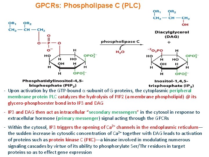 GPCRs: Phospholipase C (PLC) - Upon activation by the GTP-bound -subunit of G-proteins, the
