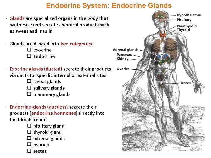 Endocrine System: Endocrine Glands - Glands are specialized organs in the body that synthesize