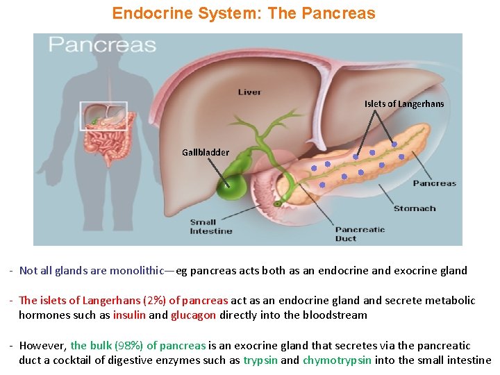 Endocrine System: The Pancreas Islets of Langerhans Gallbladder - Not all glands are monolithic—eg